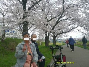 八橋お花見